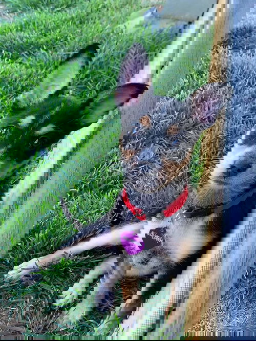 Virana