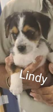 Lindy