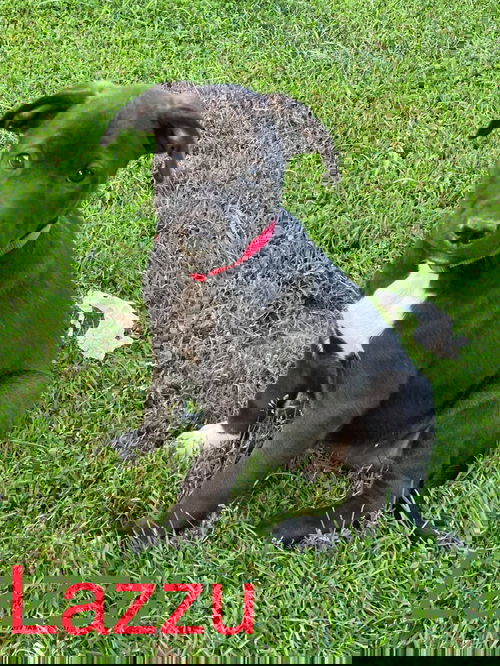 Lazzu