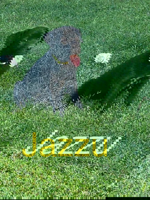 Jazzu