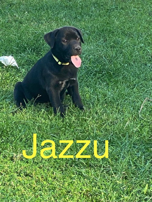 Jazzu