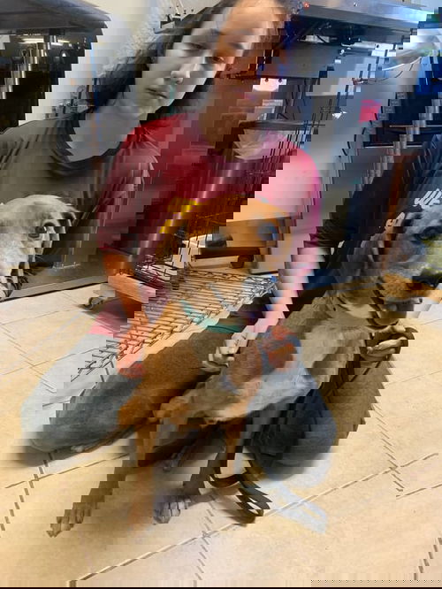 Noodles
