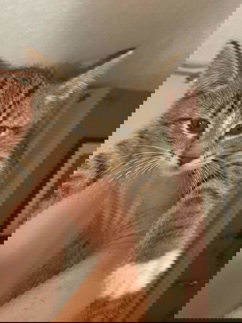 Jo