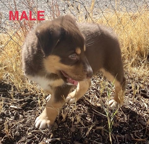 Loki