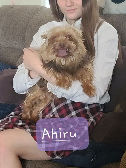 Ahiru