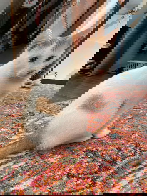 Nemo