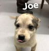 Joe