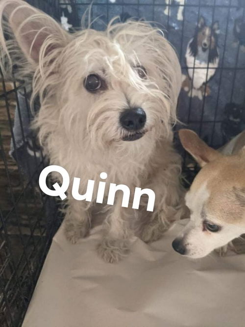 Quinn