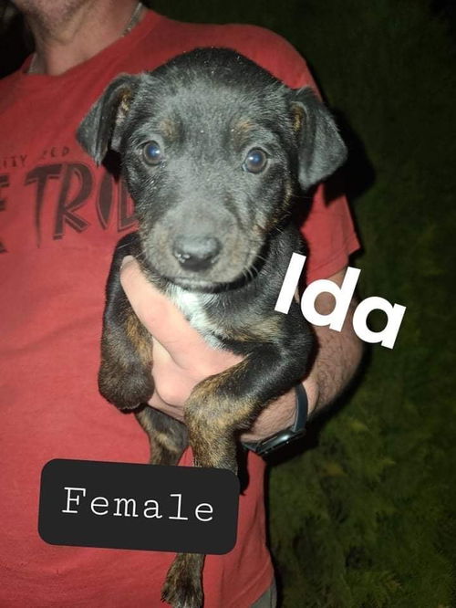 Ida