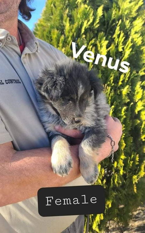 Venus