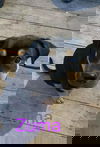 Zuma