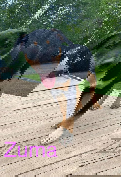 Zuma