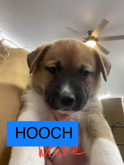 Hooch