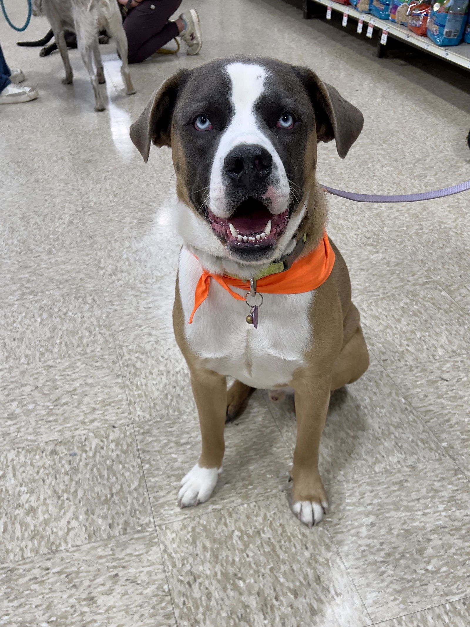 adoptable Dog in Minneapolis, MN named Balto