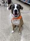 adoptable Dog in minneapolis, MN named Balto