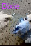 Dixie