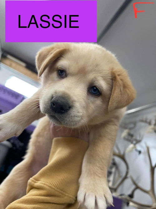 Lassie