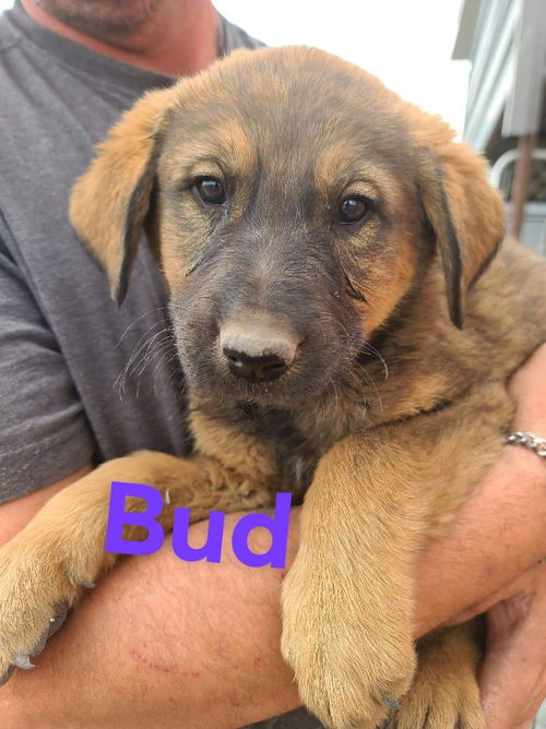 Bud