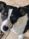Juno