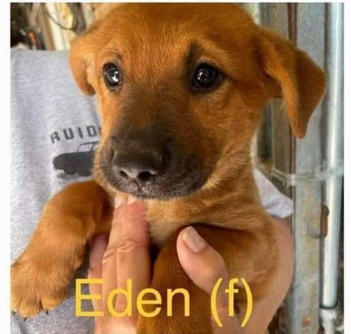 Eden