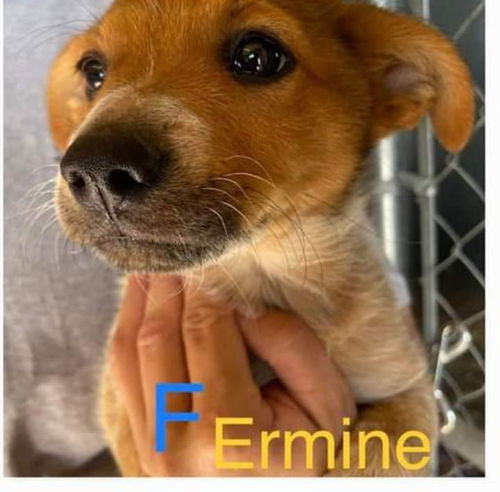 Ermine