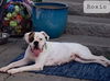 Roxy