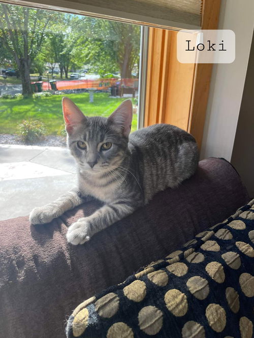 Loki