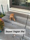 Sweet Sugar Pie