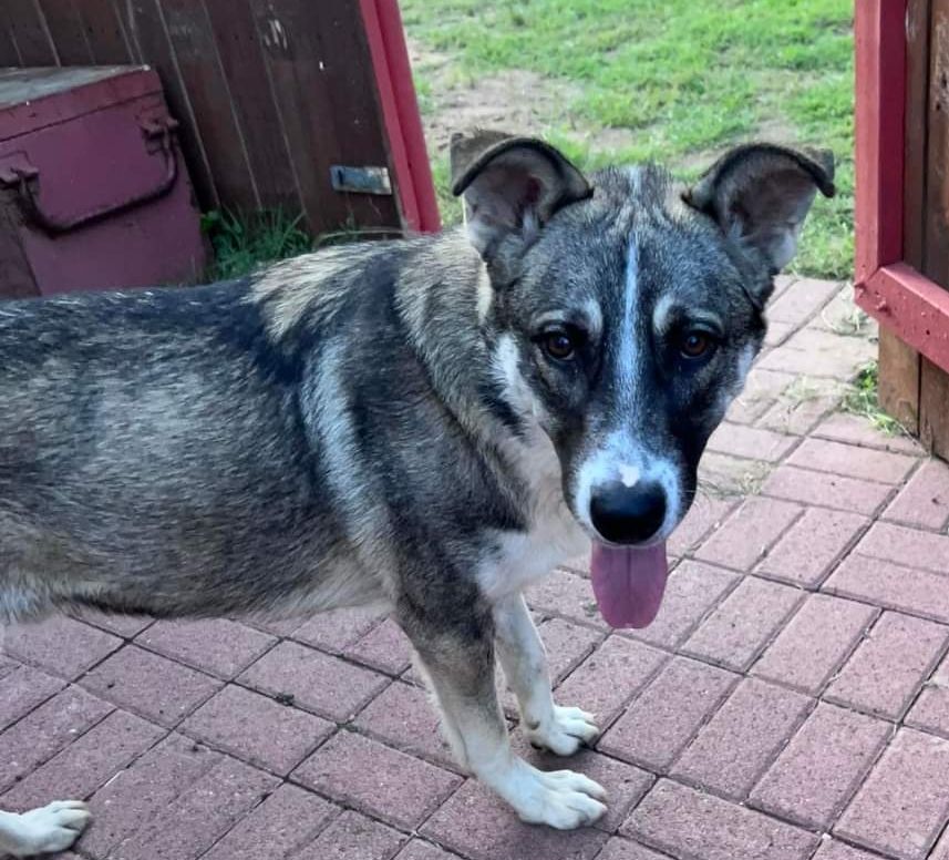 Dog for Adoption Hamilton, a Husky in Dakota County, MN Alpha Paw