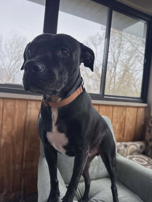 MIDNIGHT LAGOON - American Staffordshire Terrier available for adoption