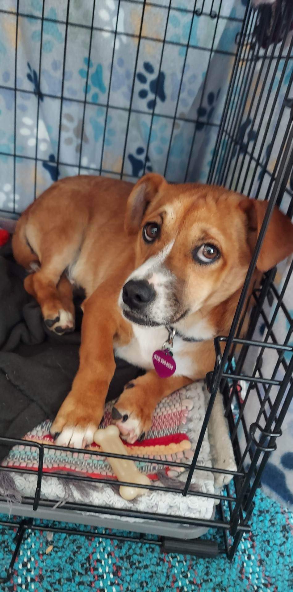 Dog for Adoption - Tripp, a Basset Hound in Roseville, MN | Alpha Paw