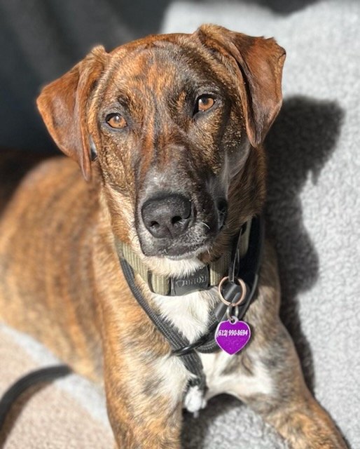 adoptable Dog in Minneapolis, MN named James Bond