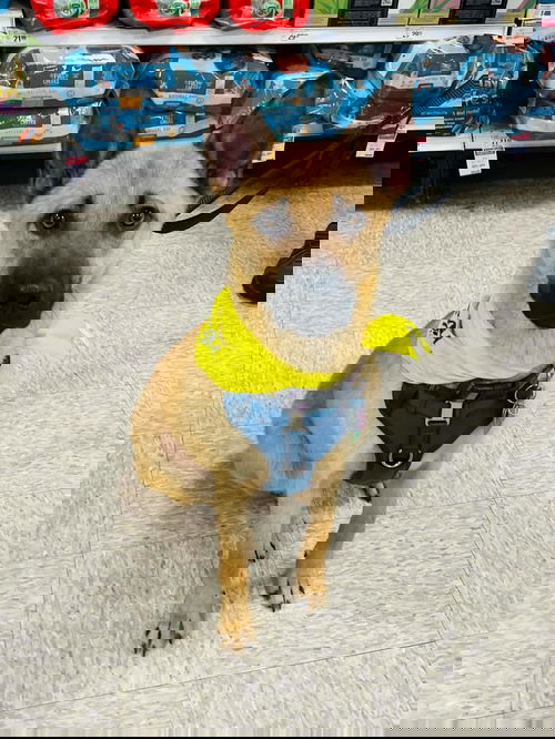 Zote
