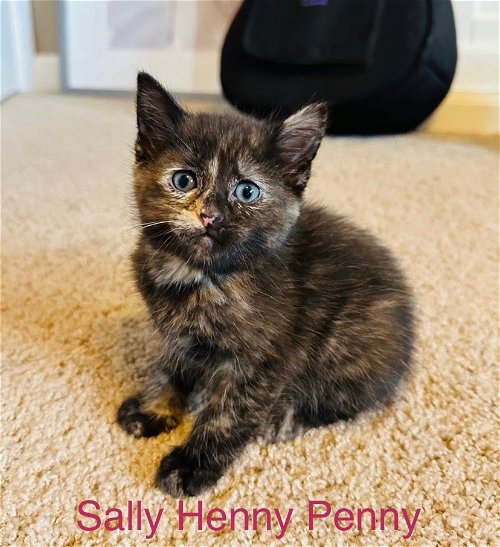 Sally Henny Penny