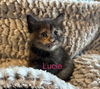 Lucie