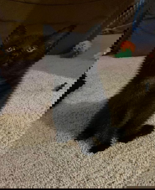 Jiji