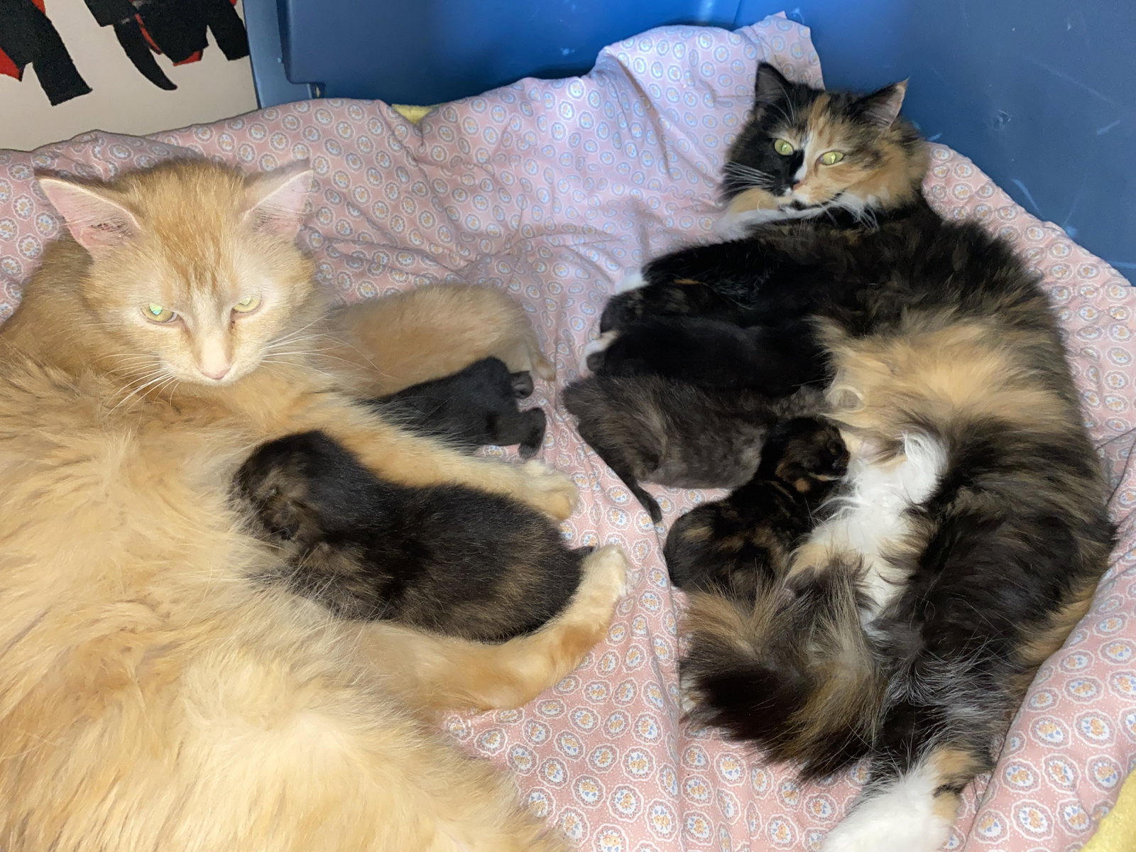 Cats for Adoption in Blaine, Minnesota | Alpha Paw