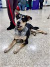adoptable Dog in  named Saros