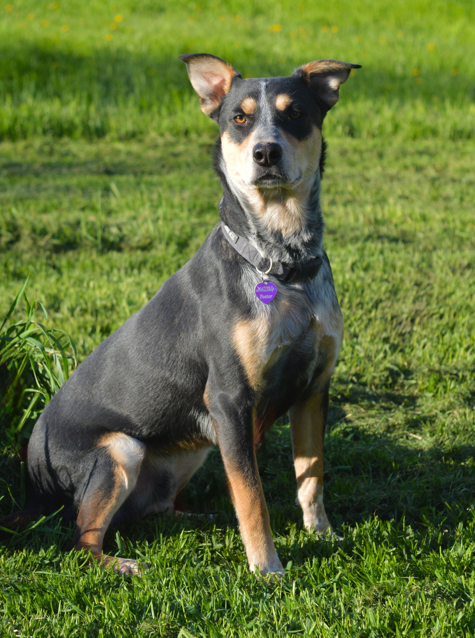 adoptable Dog in Minneapolis, MN named Saros