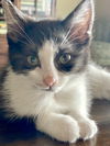 Pixy