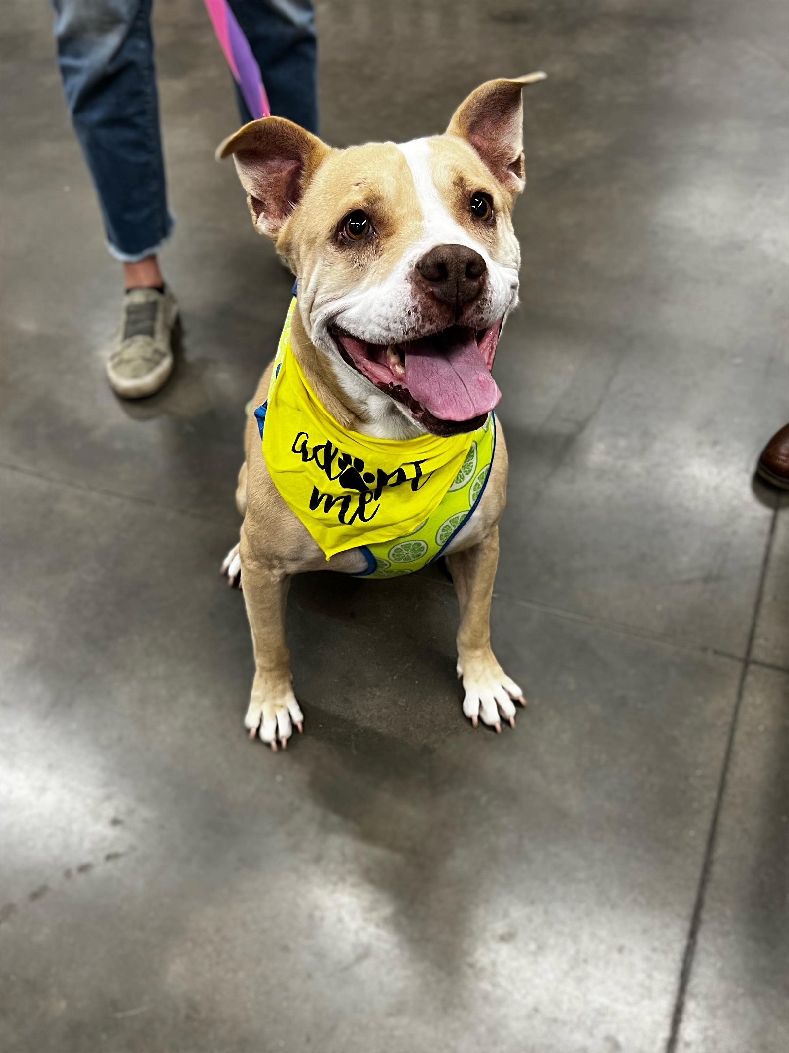 adoptable Dog in Minneapolis, MN named Fiona