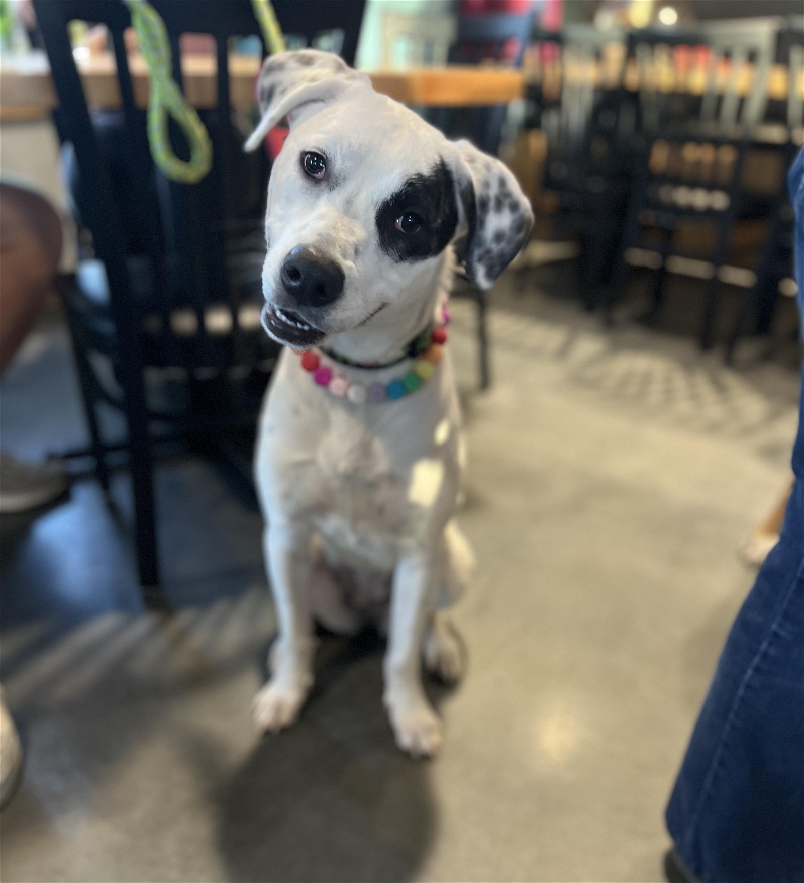 adoptable Dog in Minneapolis, MN named Brandy