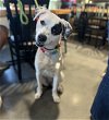 adoptable Dog in minneapolis, MN named Brandy