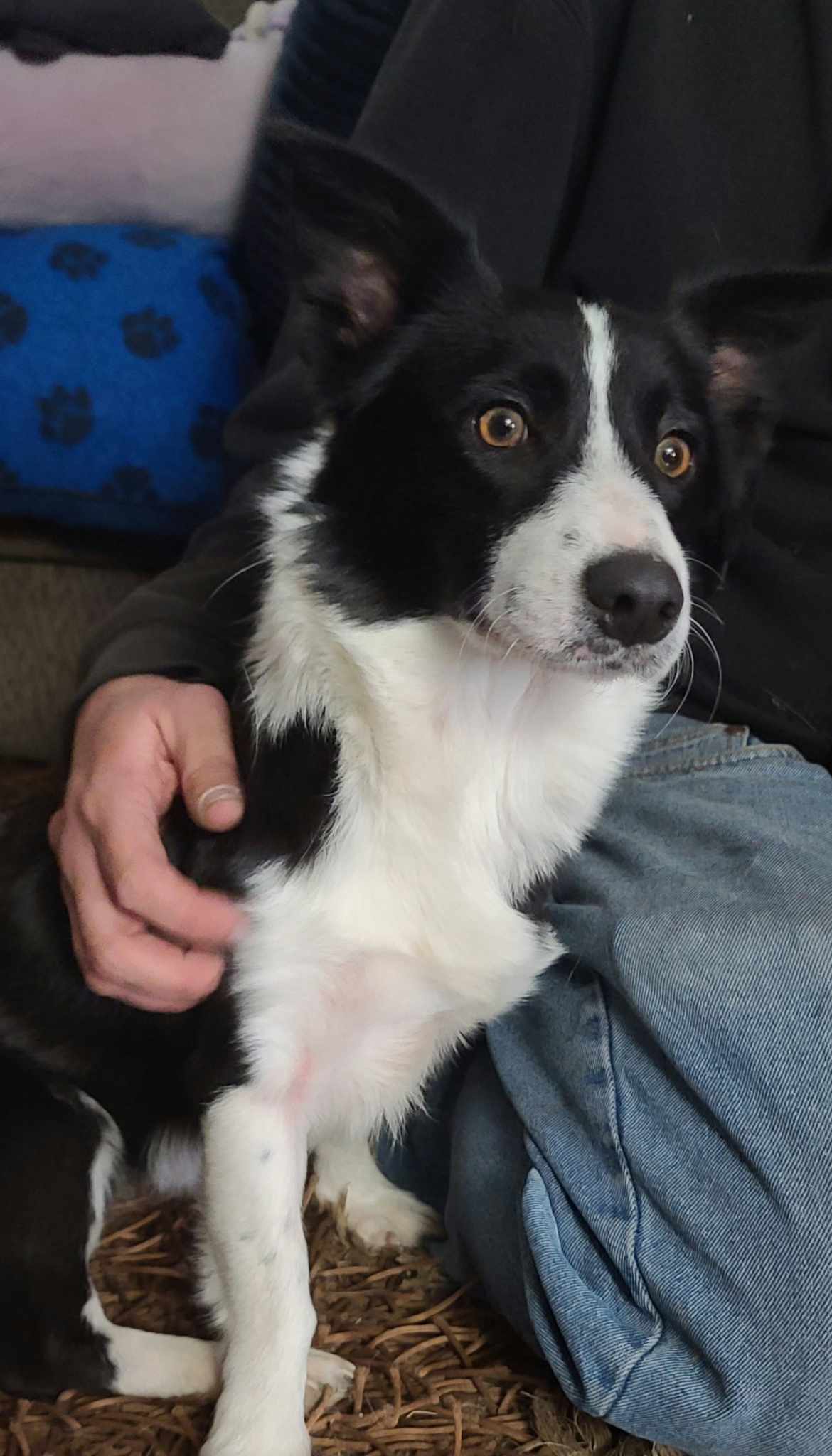 Dog for Adoption - Genevieve, a Corgi in Lakeland, MN | Alpha Paw