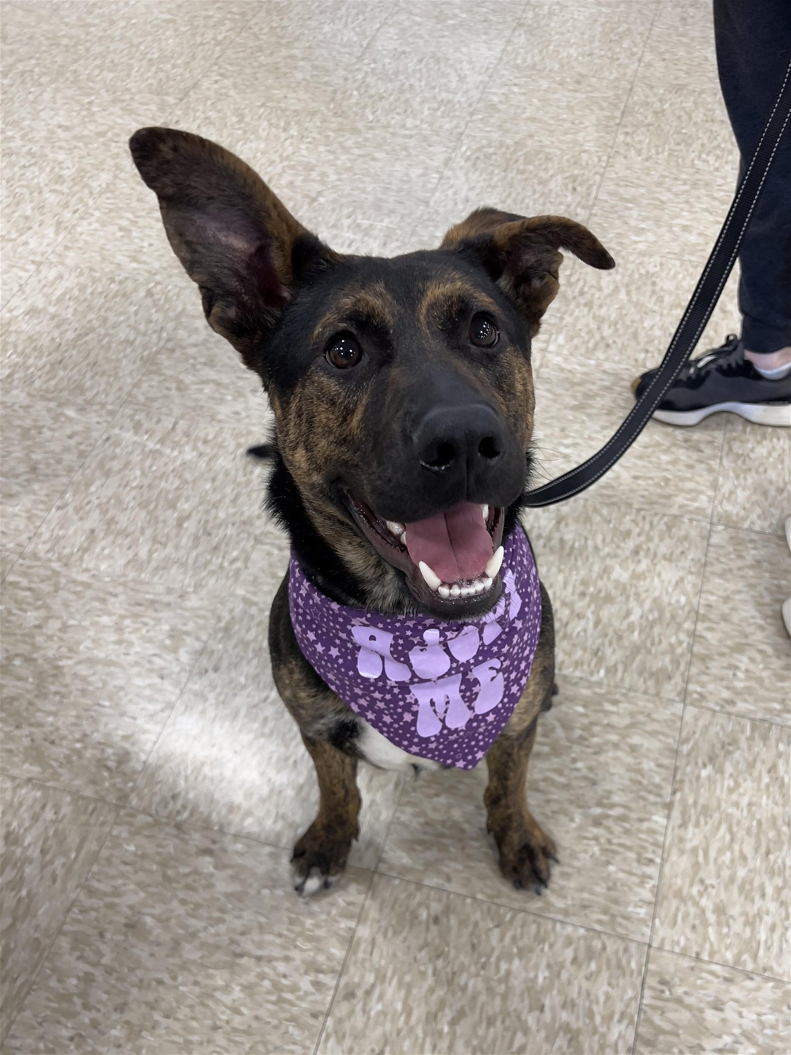 adoptable Dog in Minneapolis, MN named Canaan