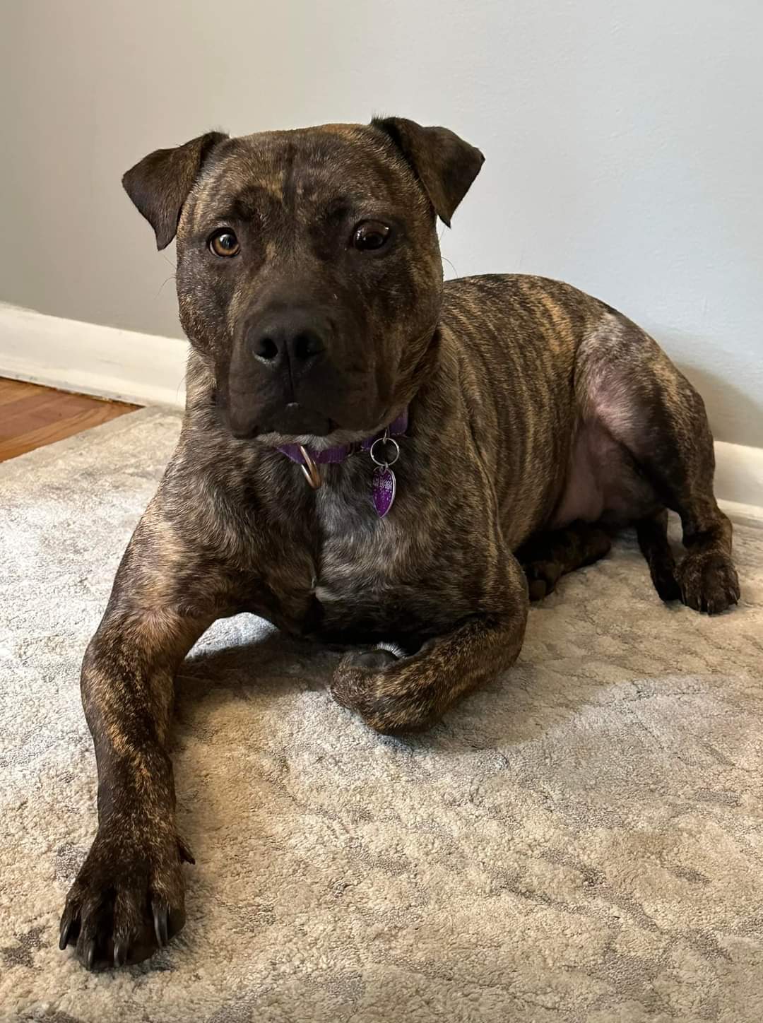 adoptable Dog in Minneapolis, MN named Sarah