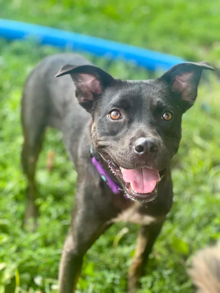 adoptable Dog in Minneapolis, MN named Aline