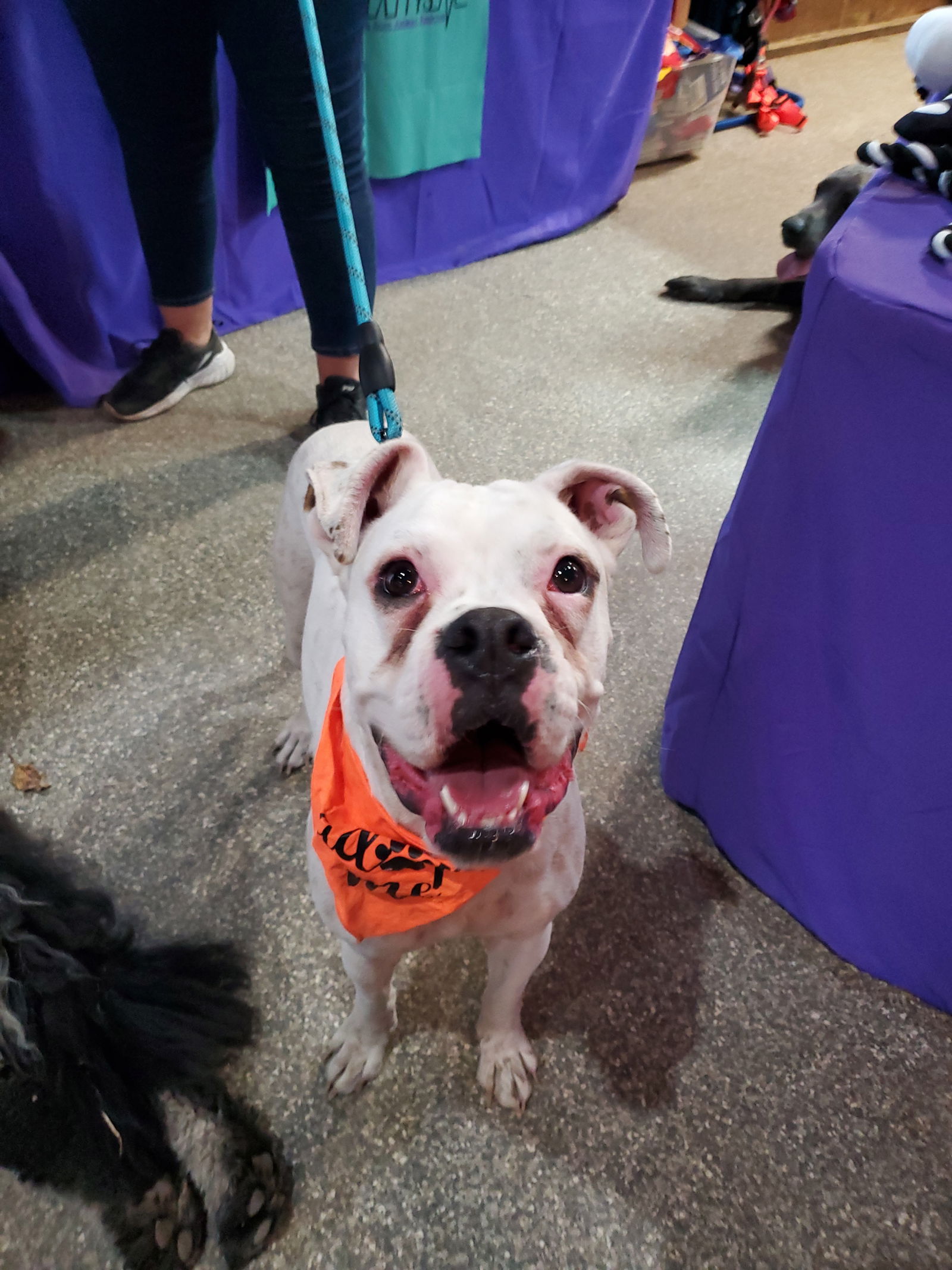 adoptable Dog in Minneapolis, MN named Yukon (Yuki)