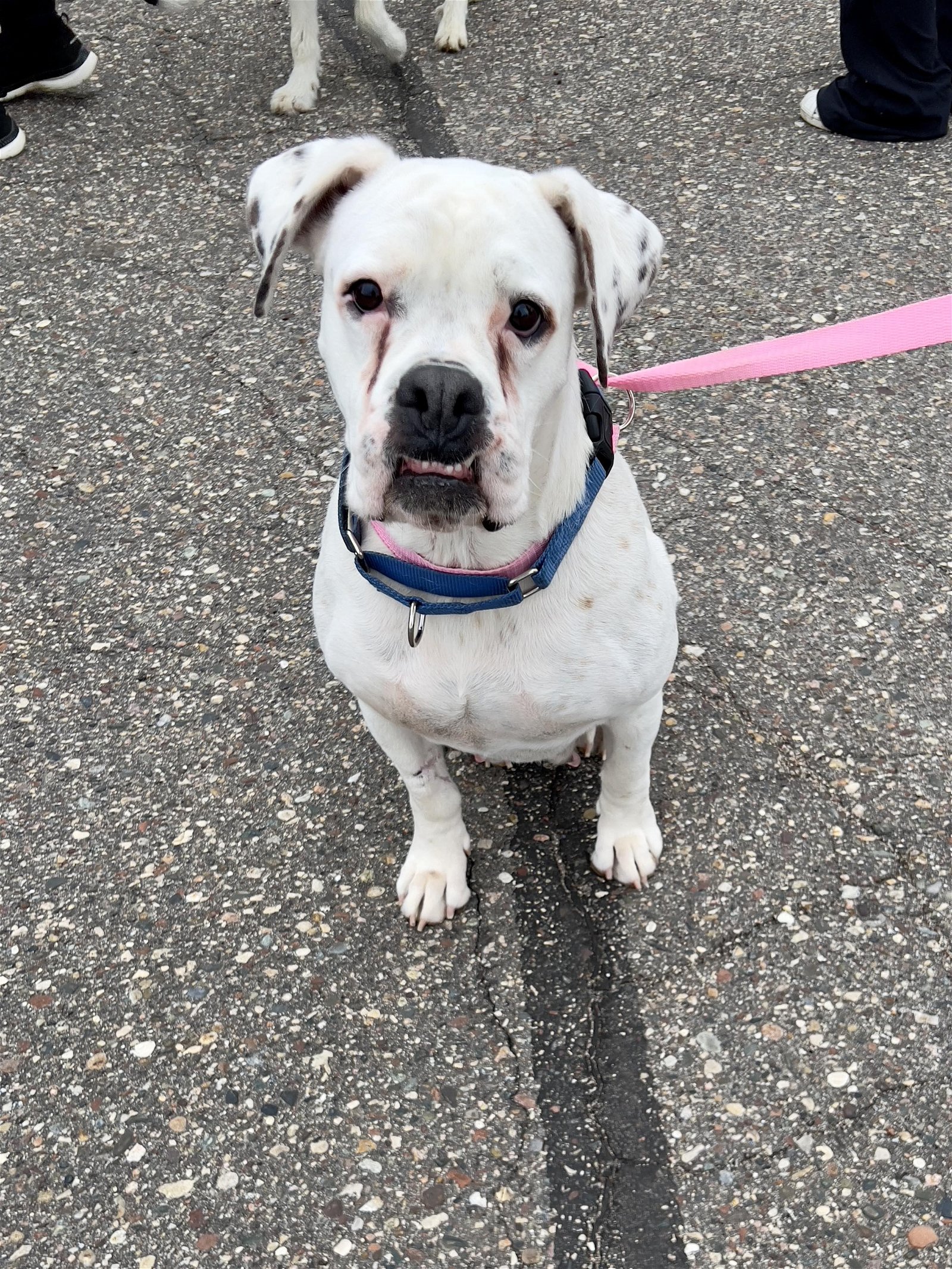 adoptable Dog in Minneapolis, MN named Isabela