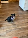 adoptable Dog in minneapolis, MN named Sylvia